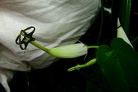 Ceropegia meyeri flPS-t.jpg